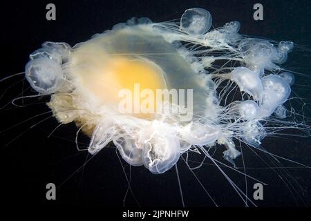 Pesce d'uovo fritto o pesce d'uovo-tuorlo (Phacellophora camchakana), British Columbia, Canada Foto Stock