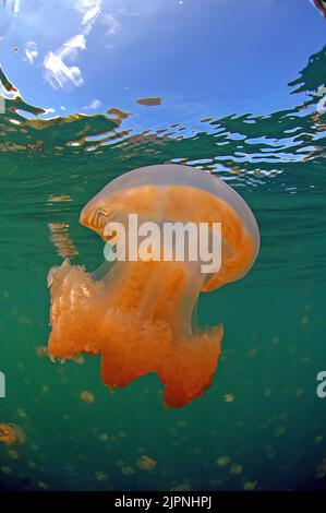 Mastigias-Schirmqualle (Mastigias papua) auch Papua-Qualle in einem Binnen-Salzwassertee, Eil Malk Island, Palau, Mikronesien | Mastigias medusa OR Foto Stock