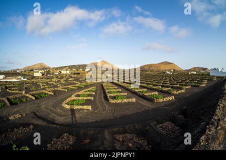 Vigneti tipici su terreno lavico nero. Lanzarote, Isole Canarie. Spagna. Foto Stock