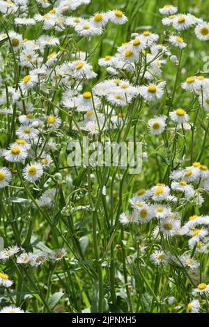 Fiori selvatici di Daisy Fleabane (Erigeron annuus) in piena fioritura in un prato, fuoco selettivo. Pianta erbacea della famiglia delle Asteracee. Foto Stock