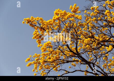 Goiânia, Goias, Brasile – 18 agosto 2022: Alcuni rami di ipe gialle fiorite con cielo blu sullo sfondo. (Handroanthus albus). Foto Stock