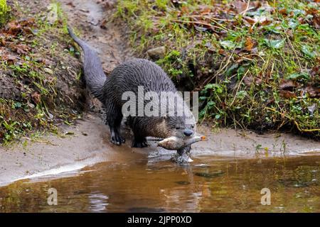 Lontra eurasiatica / lontra europea (Lutra lutra) in acqua con pesci di acqua dolce catturati in bocca Foto Stock