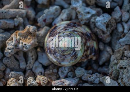 Conchiglia di lumaca di mare sulla spiaggia, Aceh, Indonesia. Foto Stock