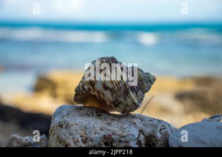 Conchiglia di lumaca di mare sulla spiaggia, Aceh, Indonesia. Foto Stock