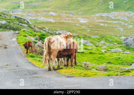 Mucca delle Highland che succhia il suo vitello, Isola di Harris nelle Ebridi esterne, Scozia. Messa a fuoco selettiva Foto Stock