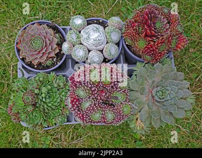 Sei succulenti diversi in vaso dal supermercato. Pronto per piantare. Si tratta di varietà Sempervivum o houseleek Foto Stock