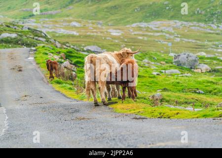 Mucca delle Highland che succhia il suo vitello, Isola di Harris nelle Ebridi esterne, Scozia. Messa a fuoco selettiva Foto Stock