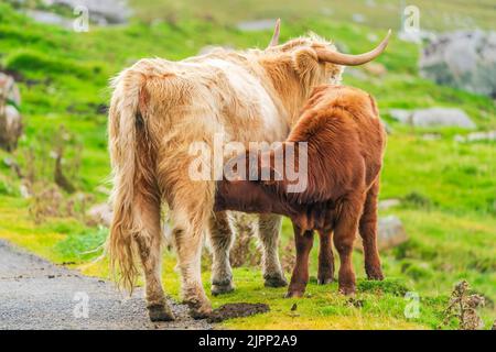 Mucca delle Highland che succhia il suo vitello, Isola di Harris nelle Ebridi esterne, Scozia. Messa a fuoco selettiva Foto Stock