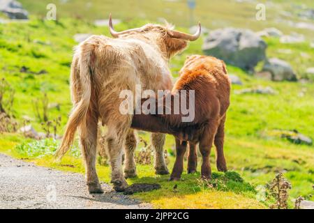 Mucca delle Highland che succhia il suo vitello, Isola di Harris nelle Ebridi esterne, Scozia. Messa a fuoco selettiva Foto Stock