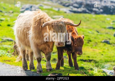 Mucca delle Highland con un vitello, Isola di Harris nelle Ebridi esterne, Scozia. Messa a fuoco selettiva Foto Stock