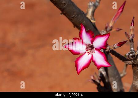 Impala Lily flower (Adenium multiflorum) in Sudafrica primo piano con sfondo sfocato e spazio di copia Foto Stock