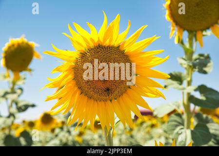 Campo di girasoli con cielo blu. Vista sulla campagna. Immagine di sfondo floreale Foto Stock