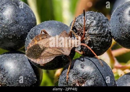 Bug di dock (Coreus marginatus) sulle bacche di aronia Foto Stock