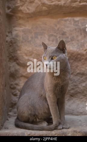 Katze in der Tempelanlage Philae, Assuan, Ägypten Foto Stock