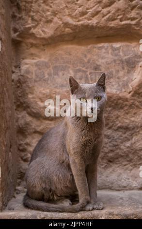 Katze in der Tempelanlage Philae, Assuan, Ägypten Foto Stock