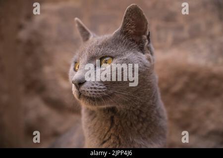 Katze in der Tempelanlage Philae, Assuan, Ägypten Foto Stock