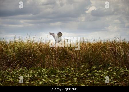 Un grande uccello di grata blu che vola sopra il sawgrass asciutto alle Everglades della Florida sotto un cielo nuvoloso Foto Stock