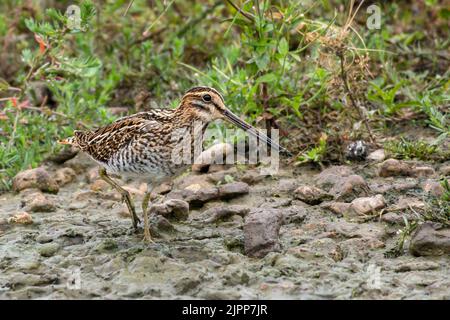 Snipe comune (Gallinago gallinago) alimentazione sul margine del lago Foto Stock