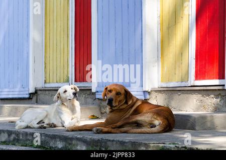 Due cani randagi sdraiati sul marciapiede Foto Stock