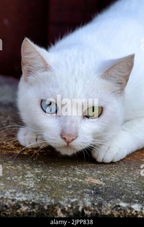 Gatto Bianco con heterochromia Foto Stock