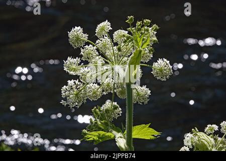 La fioritura di una pastinaca di mucca, che cresce lungo il bordo del fiume Metolius nelle Cascate centrali dell'Oregon. Foto Stock