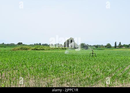 PAESTUM, ITALIA - 22 GIUGNO 2022: Un campo agricolo verde irrigato nella regione di Campanıa, Italia meridionale. Foto Stock