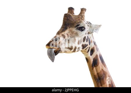 Giraffe mostra una lingua lunga. Giraffa divertente isolato su sfondo bianco. Primo piano della testa di una giraffa con la lingua che si aggancia. Foto Stock