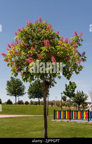 Piccolo albero con fiori rosa in un parco con un sacco di erba e giardini Foto Stock