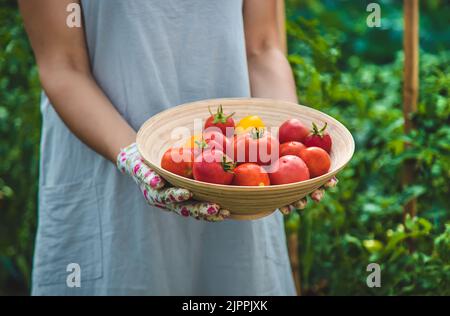 Il contadino raccoglie i pomodori nel giardino. Messa a fuoco selettiva. Cibo. Foto Stock