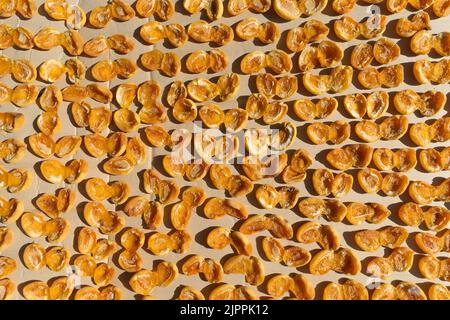 Albicocche che asciugano alla luce del sole. Foto Stock