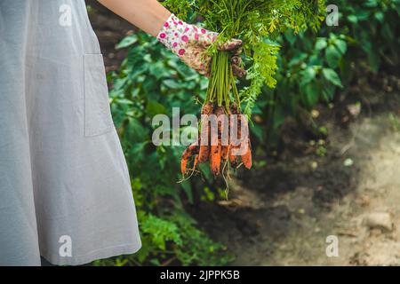 Donna contadina raccoglie carote nel giardino. Messa a fuoco selettiva. Cibo. Foto Stock