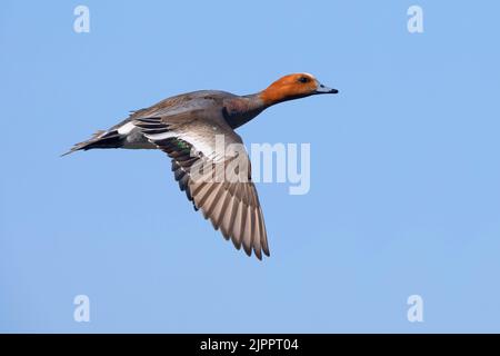 Eurasian Wigeon, vista laterale di un maschio adulto in volo, regione nordorientale, Islanda Foto Stock