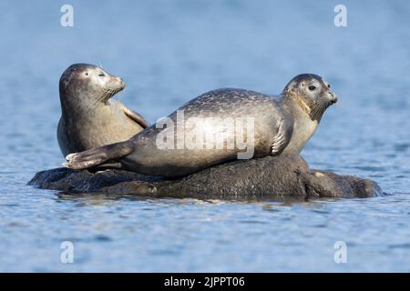 Porto Seal (Phoca vitulina), adulti che riposano su una roccia, regione meridionale, Islanda Foto Stock