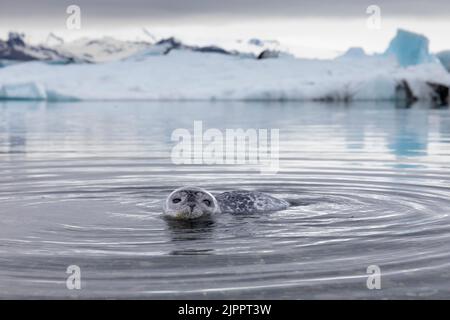 Porto Seal (Phoca vitulina), cucciolo in acque poco profonde con iceberg sullo sfondo, regione meridionale, Islanda Foto Stock