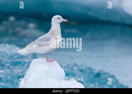 Gabbiano glauco (Larus iperboreus leuceretes), vista laterale di un immaturo in piedi su un iceberg, Regione occidentale, Islanda Foto Stock