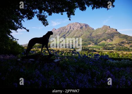 Una vista panoramica del Delaire Graff Wine Estate a Stellenbosch, Sud Africa di giorno in una giornata di sole Foto Stock