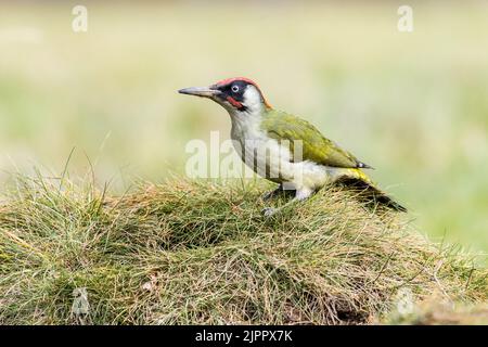 Un Picus viridis verde eurasiatico che si occupa di cibo in un prato, Lincolnshire, Inghilterra Foto Stock