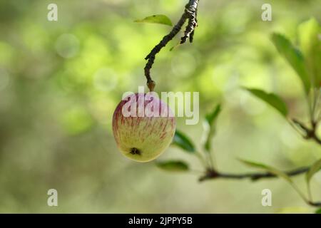 Una mela che cresce su un albero in autunno Foto Stock