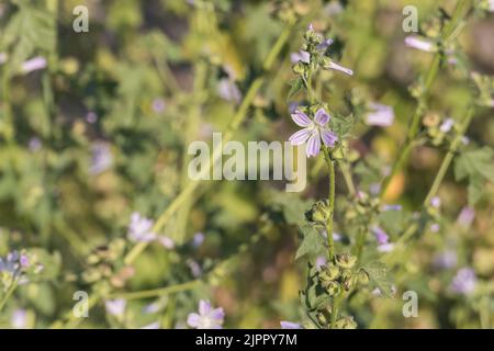 comune pianta di mallow con fiore in primavera con luce solare all'aperto Foto Stock