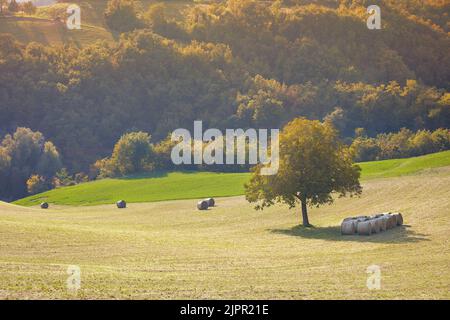 Un solo albero con balle di fieno al tramonto in un campo delle colline dell'Appennino Reggiano, Casina, Reggio Emilia, Emilia Romagna, Italia. Foto Stock