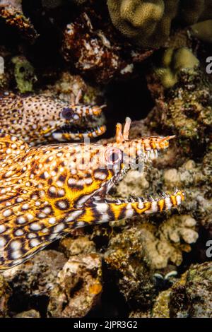 Una coppia di dragon murene, Enchelycore pardalis, fuori dell'isola di Maui, Hawaii. Foto Stock