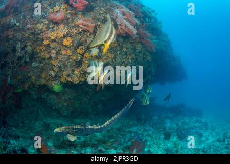 Uno squalo zebra giovanile, Stegostoma fasciatum, e batfish crepusky, Platax pinnatus, al largo dell'isola di Gato, Bohol Sea, Filippine, Sud-est asiatico. Questo Foto Stock