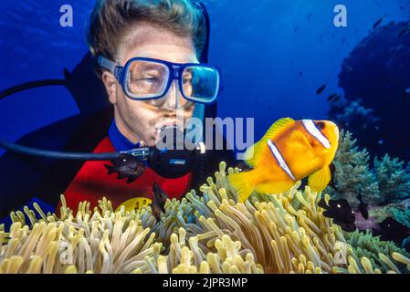 Il famoso artista marino delle Hawaii Robert Lyn Nelson (MR) raffigurato con un biforme anemonefish, Amphiphprione bicinctus, e un magnifico anemone, Heteractis mag Foto Stock