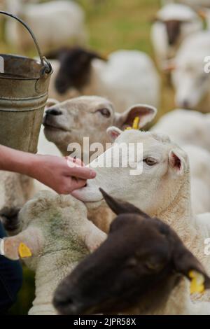 Il mio turno: Un agricoltore irriconoscibile che alimenta una mandria di pecore con la mano all'esterno in una fattoria. Foto Stock