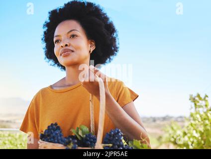 Vigneto contadino che raccoglie l'uva dalla pianta del vigneto durante la stagione del raccolto, lavorando in campagna valle. Donna nera nell'industria agricola Foto Stock