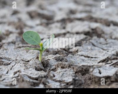 Primo piano di un germogliante germogliato in terra spaccata durante una siccità in Texas. Fotografato con una messa a fuoco selettiva. Foto Stock