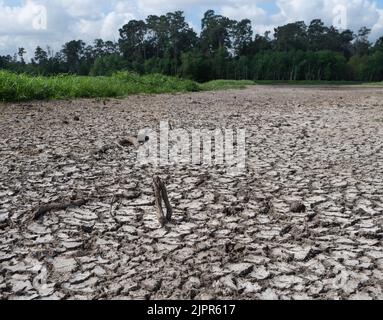 Vista ad angolo basso di terra profondamente spaccata durante una siccità con un ceppo di albero in primo piano e alberi sullo sfondo. Fotografato all'orso secco Foto Stock