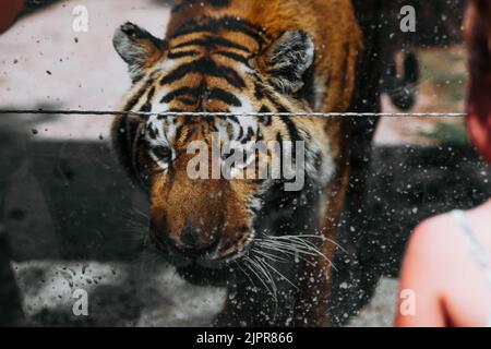 Indiano, tigre, Ranthambore, ZOO. Slovacchia Foto Stock