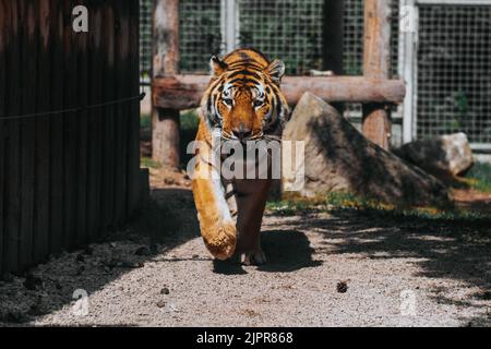 Indiano, tigre, Ranthambore, ZOO. Slovacchia Foto Stock