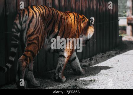 Indiano, tigre, Ranthambore, ZOO. Slovacchia Foto Stock